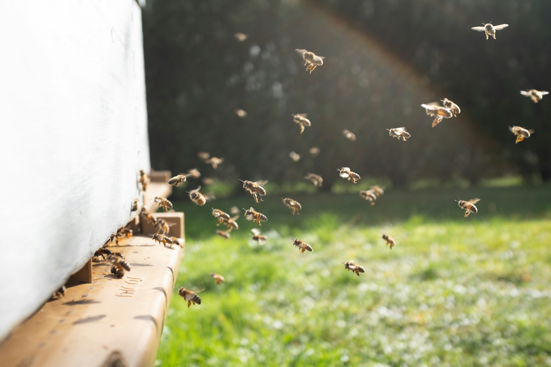 Bees flying into a hive with a green lawn in the background